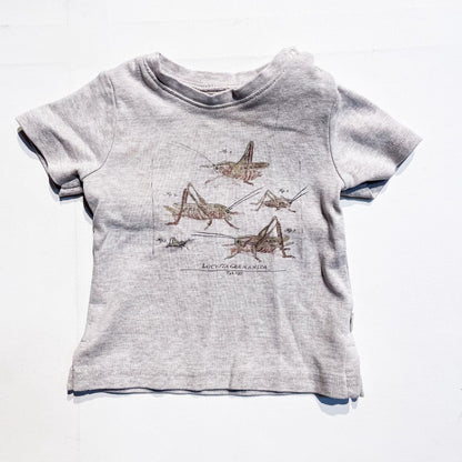 Wheat Top 6M *Imperfection|156838